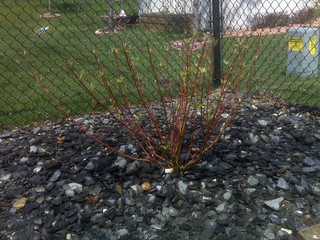 Another backyard plant attempt - dogwood 