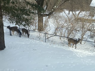 Covid-19 - lil family of deer