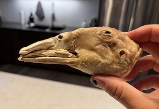 Wildlife - Well this is a fun dog treat…