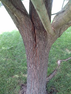 South side of split tree