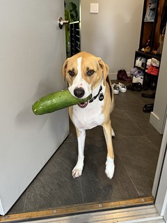 Garden - Durby brought us a cucumber from the garden. We’re very proud of him.