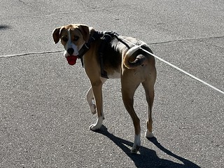 Durby decided to take his kong on a walk today