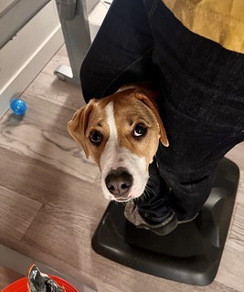 This is where Durby likes to hang while I’m at my standing desk