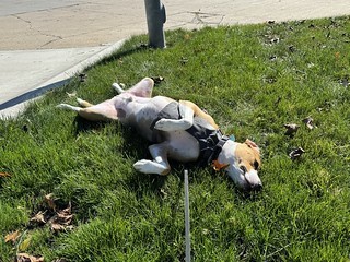 Durby is done with his walk