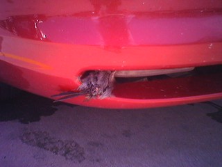 A dead bird stuck in a bumper