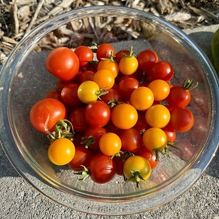 Garden - Garden is finally producing some stuff