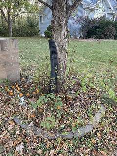 You know those corrugated tubes that you put on young trees to protect them?
