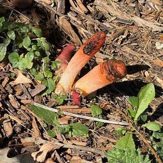 Look at this weirdo fungus