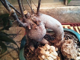 Zach's dick n balls plant