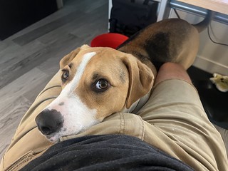 These are the eyes of a pup that wants a walk