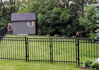 Deer - Butthole deer