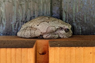 lil baby tree frog hangin on my shed shutters