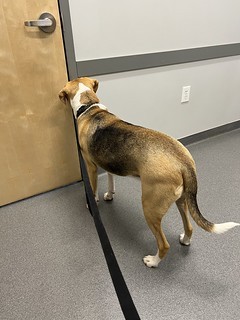 Durby is ready to leave the vet now