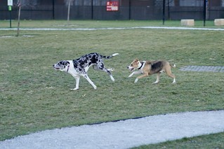 Dog Park zooms