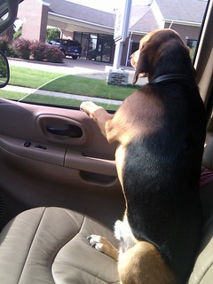 Driving - Garth rides in my truck like a human.