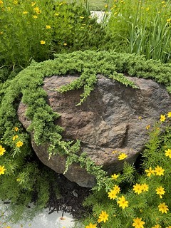 This is a nice little sprawling evergreen thing