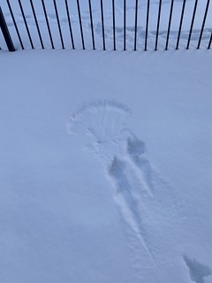 Covid-19 - I think a turkey plopped down into the yard