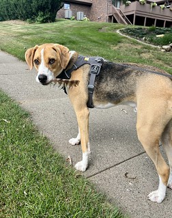 We found a feather on our walk today