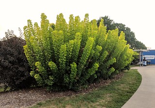 Home Ideas - A super rad bush. I want.