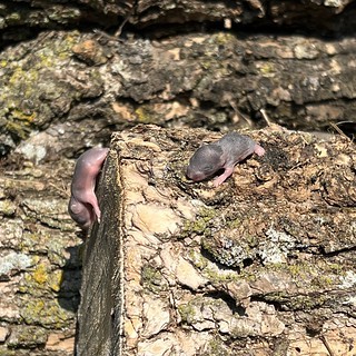 Squirrel - Apparently disrupted a squirrel nest. Sorry lil dudes. 😕