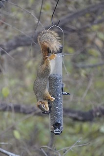 Squirrel - I’m both mad, and impressed