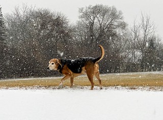 Snow - Snow boye