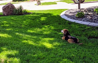 This dog loves watching after the cul-de-sac