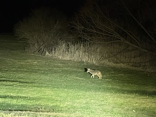 Coyote - Neighborhood Coyote