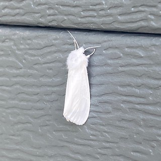 Look at this white moth!