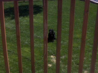 Ninja - He sat in the yard watching us sit on the deck for hours.