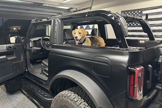 Dogs - Durby is ready to go for a ride