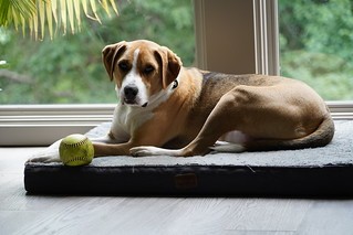 He found this softball at the park. It is his now.