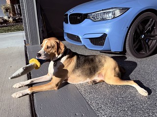 Guardian of the Cul de sac