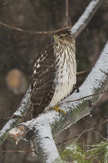 Wildlife - Cooper’s Hawk chillin in the back yard