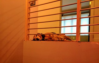 Good boy wants me to finish building the handrail