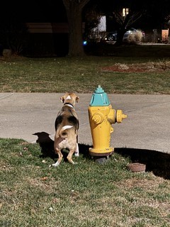 Was hoping for a classic fire hydrant pic and he decides to squat…