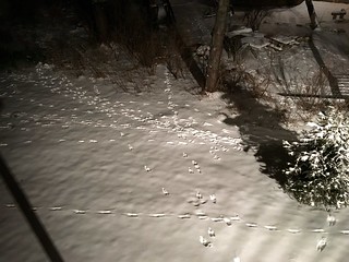 Wildlife - Got some animals hanging around our new yard