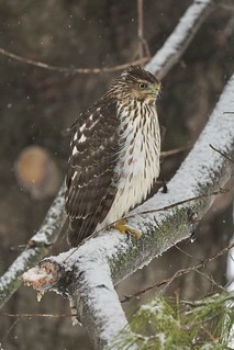 Wildlife - Cooper’s Hawk surveying the back yard