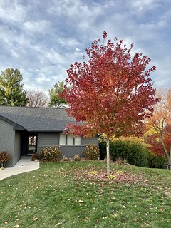 2737 - Autumn blaze. Don't blink