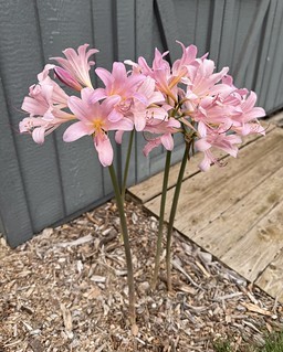 Neighbor gave us some surprise lillies a while back. They did their thing this year.
