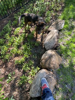 Benny Brooks - There are ground squirrels living in these boulders and Benny is obsessed