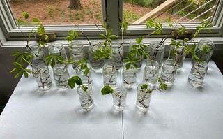 Garden - Doin some old man things