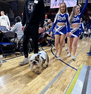 Griff the bulldog