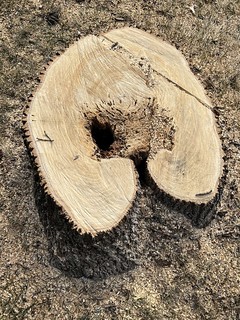We cut down the old ash tree. The rot from an old wound and ash borers were goin wild on it.