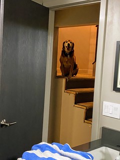 Covid-19 - This is my dog, watching me pee, through our bathroom mirror, from the staircase