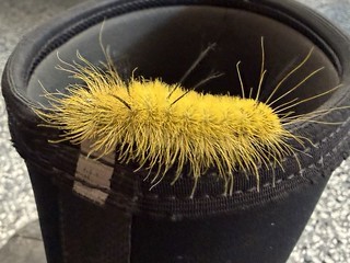 American Dagger Caterpillar