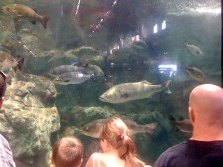 Fishtank at Bass Pro Shops