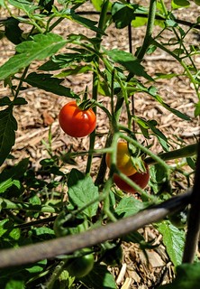 Garden - Got a tomato