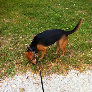 There's a lot to smell in Chicago