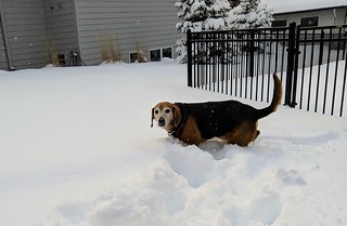 Snow - Deep snow for good boy